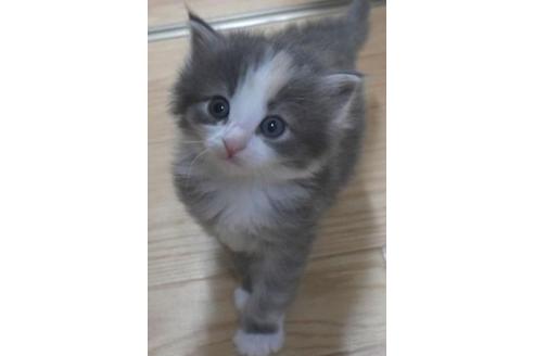 成約済の茨城県のノルウェージャンフォレストキャット-33503の4枚目