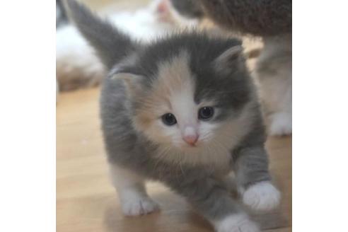 成約済の茨城県のノルウェージャンフォレストキャット-33504の6枚目