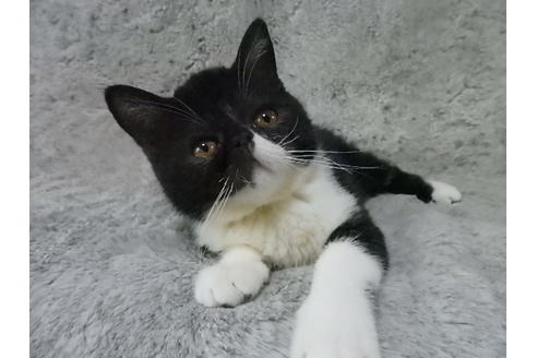 成約済の神奈川県のエキゾチックショートヘア-32166の4枚目