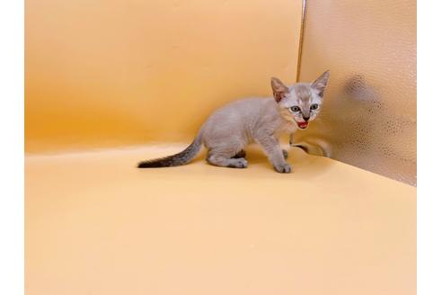 成約済の東京都のシンガプーラ-33634の6枚目