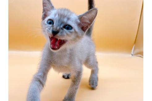 成約済の東京都のシンガプーラ-33634の1枚目