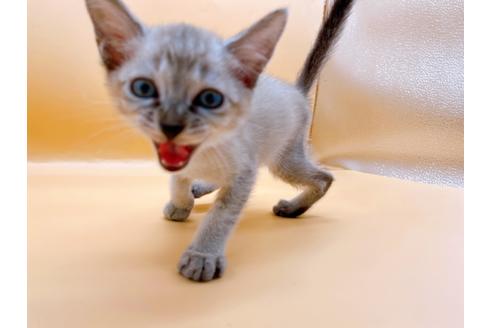 成約済の東京都のシンガプーラ-33634の2枚目