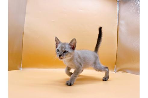 成約済の東京都のシンガプーラ-33634の3枚目