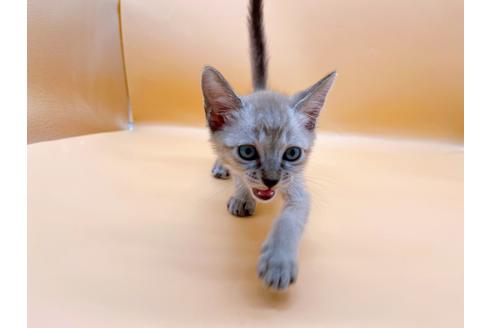 成約済の東京都のシンガプーラ-33634の4枚目