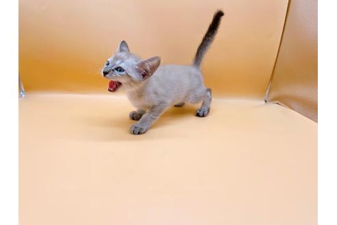 成約済の東京都のシンガプーラ-33634の5枚目