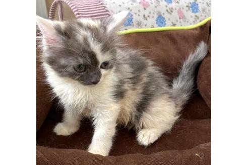 成約済の石川県のマンチカン-33614の11枚目