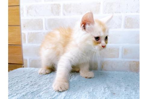 成約済の東京都のマンチカン-33926の3枚目