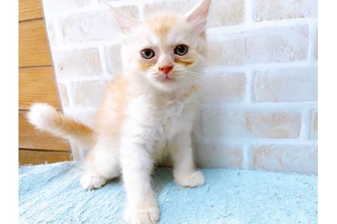 成約済の東京都のマンチカン-33926の1枚目