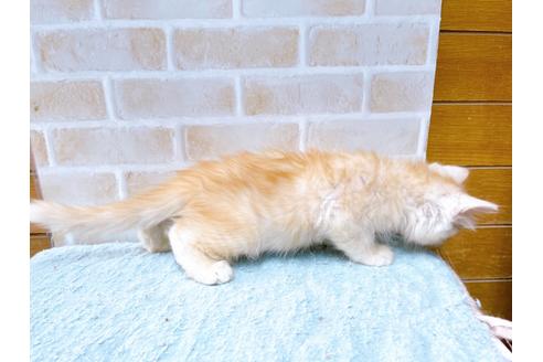 成約済の東京都のマンチカン-33926の4枚目