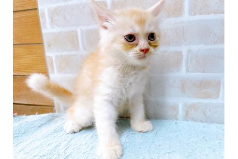 成約済の東京都のマンチカン-33926の2枚目