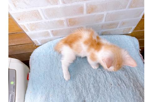 成約済の東京都のマンチカン-33925の5枚目