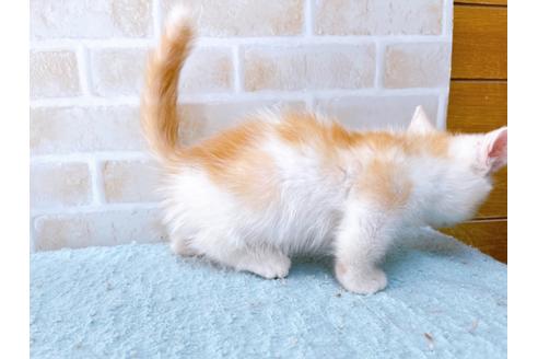 成約済の東京都のマンチカン-33925の2枚目