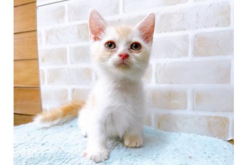 成約済の東京都のマンチカン-33925の3枚目