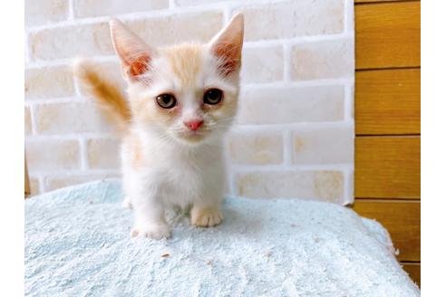 成約済の東京都のマンチカン-33925の1枚目