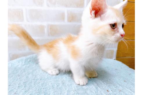 成約済の東京都のマンチカン-33925の4枚目