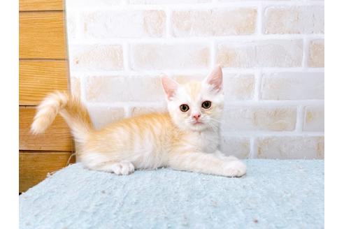 成約済の東京都のマンチカン-33927の1枚目