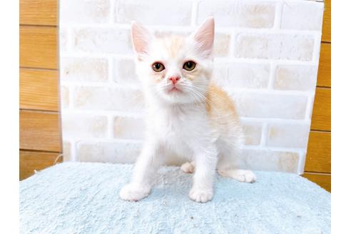 成約済の東京都のマンチカン-33927の2枚目