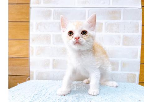 成約済の東京都のマンチカン-33927の3枚目