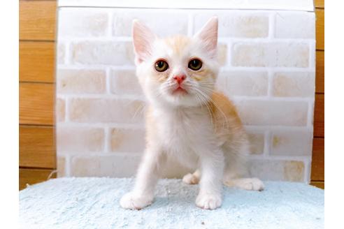 成約済の東京都のマンチカン-33927の4枚目