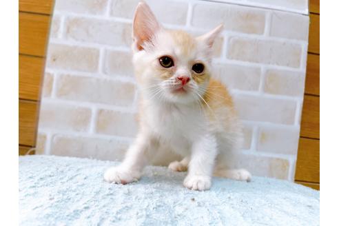 成約済の東京都のマンチカン-33927の5枚目