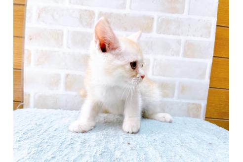 成約済の東京都のマンチカン-33927の6枚目