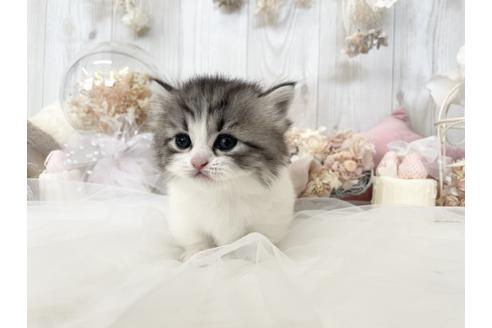 成約済の大阪府のミヌエット-33287の6枚目