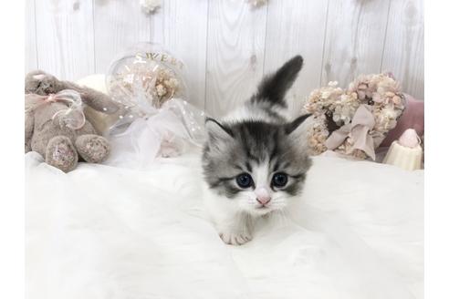 成約済の大阪府のミヌエット-33287の5枚目