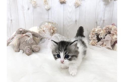 成約済の大阪府のミヌエット-33287の4枚目