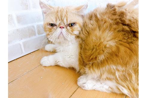 成約済の東京都のエキゾチックショートヘア-33922の3枚目