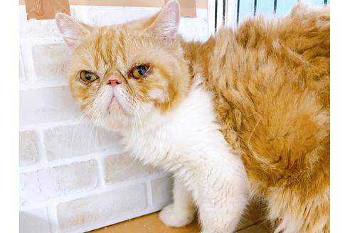 成約済の東京都のエキゾチックショートヘア-33922の4枚目