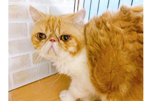 成約済の東京都のエキゾチックショートヘア-33922の1枚目