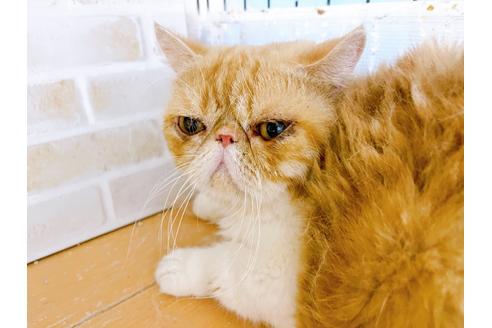 成約済の東京都のエキゾチックショートヘア-33922の2枚目