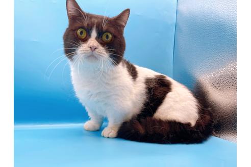 成約済の東京都のマンチカン-33923の6枚目