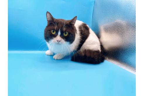 成約済の東京都のマンチカン-33923の7枚目