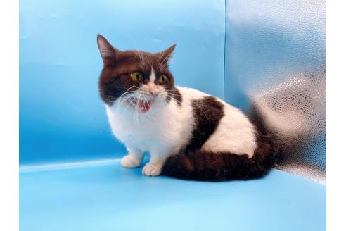 成約済の東京都のマンチカン-33923の8枚目