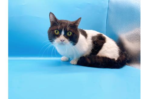 成約済の東京都のマンチカン-33923の1枚目