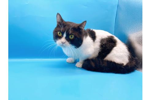 成約済の東京都のマンチカン-33923の9枚目