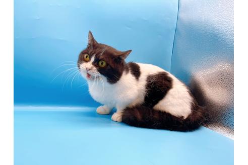 成約済の東京都のマンチカン-33923の10枚目