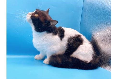 成約済の東京都のマンチカン-33923の11枚目