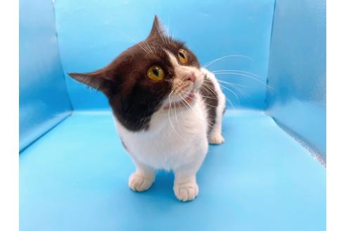 成約済の東京都のマンチカン-33923の2枚目