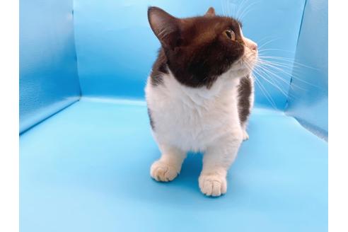 成約済の東京都のマンチカン-33923の3枚目