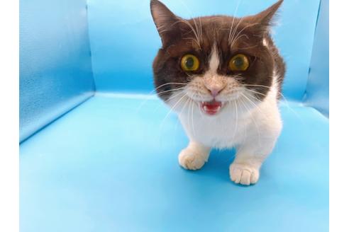 成約済の東京都のマンチカン-33923の4枚目