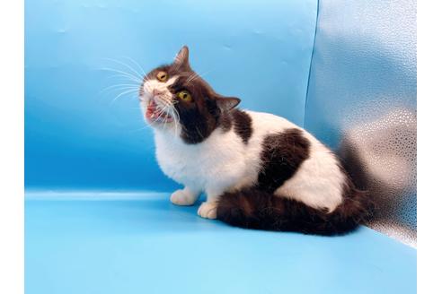 成約済の東京都のマンチカン-33923の5枚目