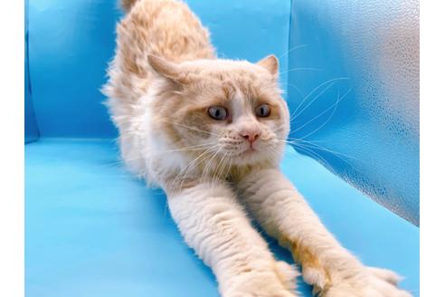 成約済の東京都のラグドール-33921の2枚目