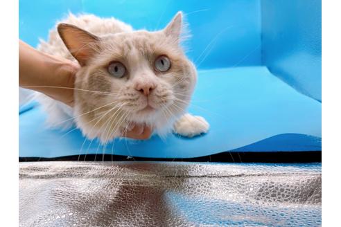 成約済の東京都のラグドール-33921の3枚目