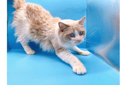 成約済の東京都のラグドール-33921の4枚目