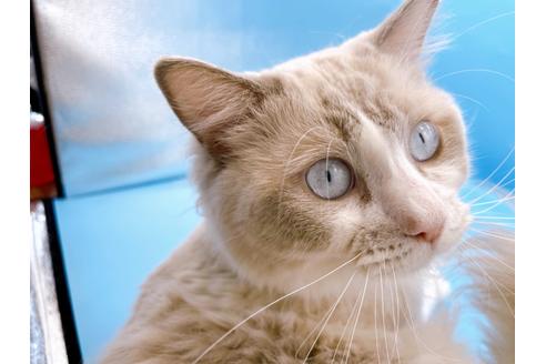 成約済の東京都のラグドール-33921の5枚目