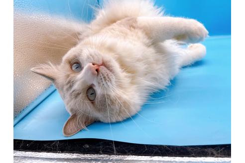 成約済の東京都のラグドール-33921の6枚目