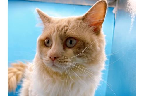 成約済の東京都のラグドール-33921の7枚目