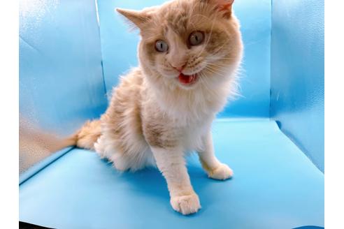 成約済の東京都のラグドール-33921の8枚目